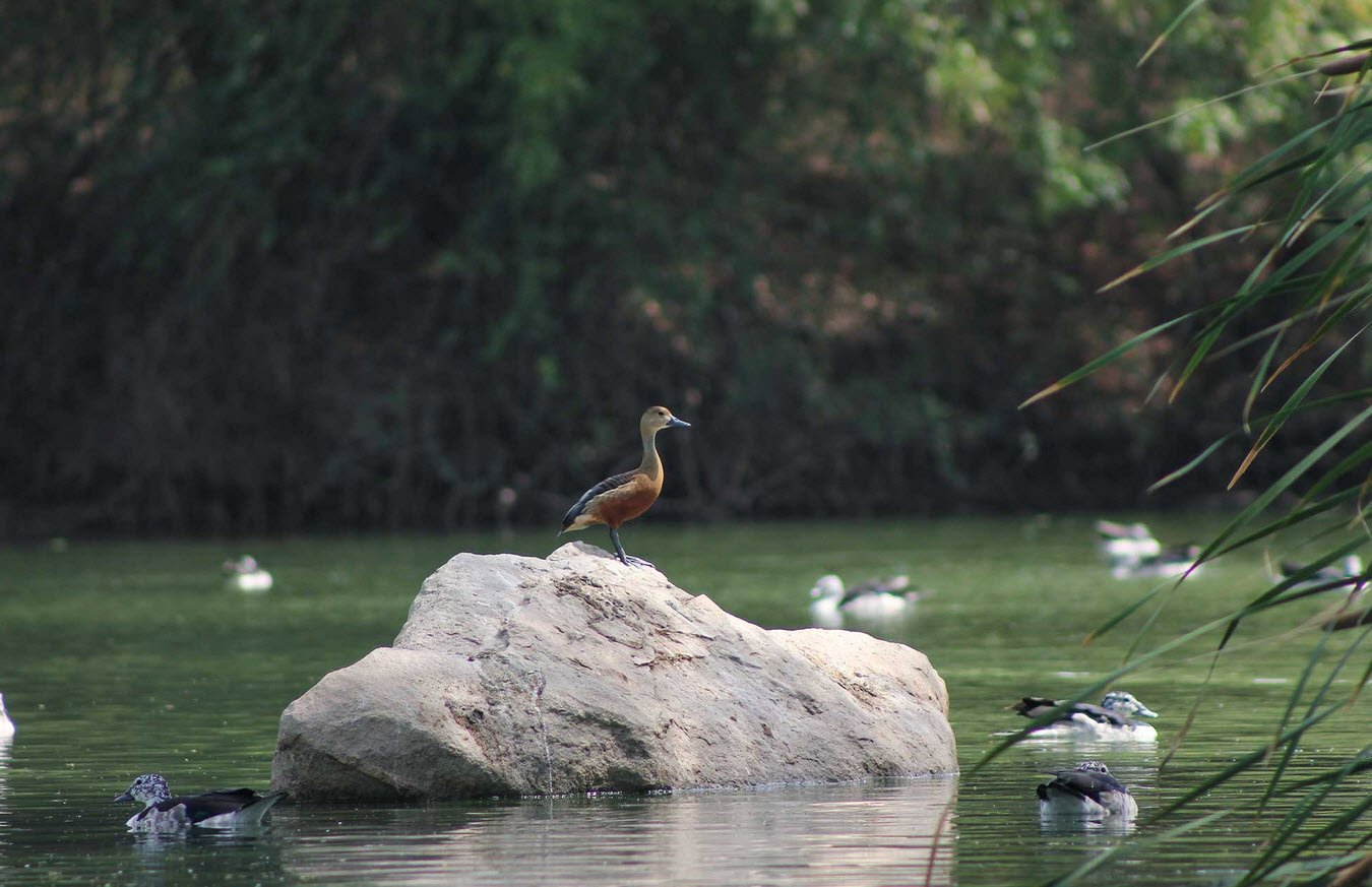 Jambughoda Wildlife Sanctuary